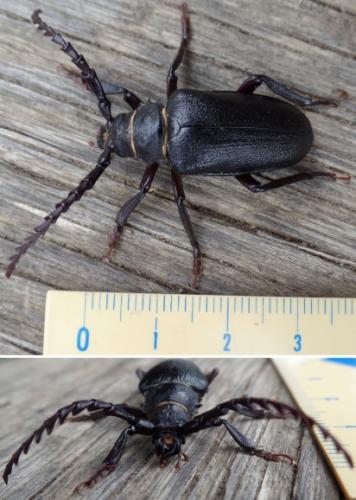 Prionus coriarius